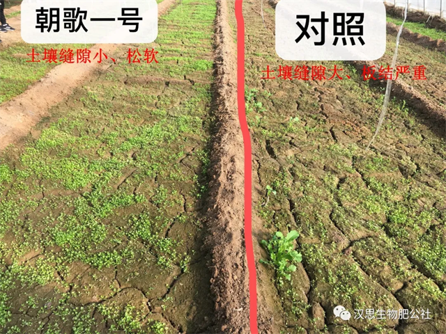 意外驚喜，《朝歌一號(hào)》不光解決西紅柿陰陽(yáng)臉，還能能讓土壤踩上去軟軟的！